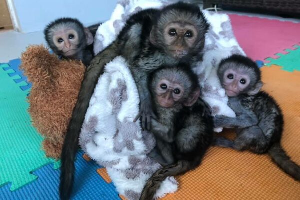 vervet babies