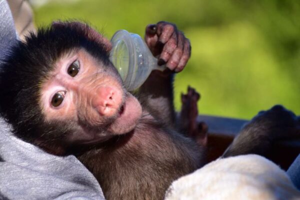 baboon baby